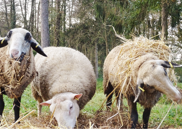 Moutons Ferme Rennes Acigné