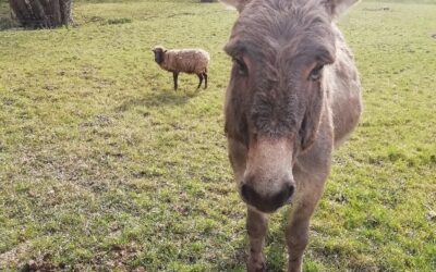 Visites de la ferme en août 2024