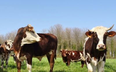 Premières ventes de colis de bœuf fin avril 2022 !