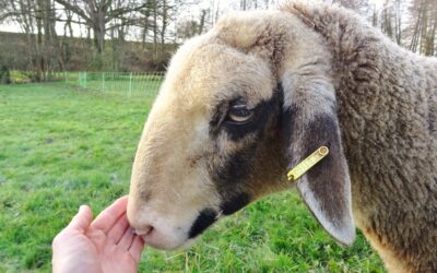 Visites de la ferme en avril 2023